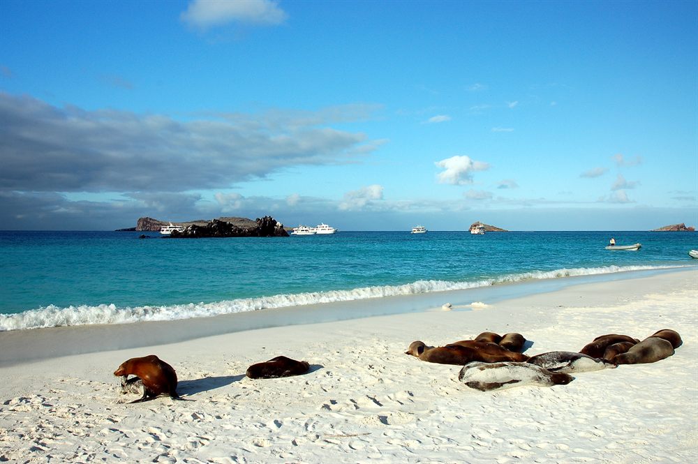 Sea lions on a Galapagos beach